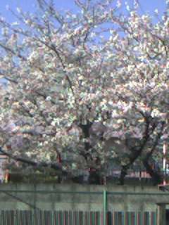 保育園の桜