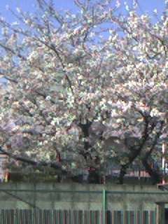 保育園の桜