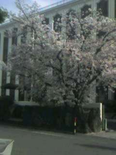 歯科学院の桜