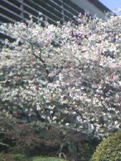 市民会館の桜