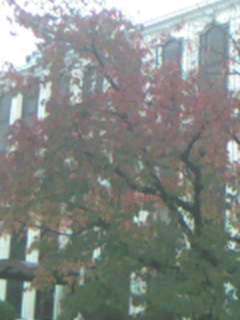 Sakura-Koyo