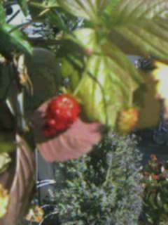 Strawberry2