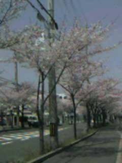 桜並木3