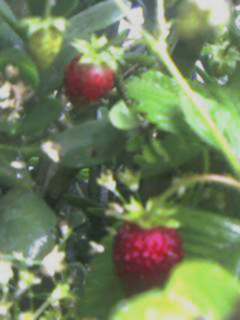 Strawberry3