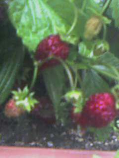 Strawberry4