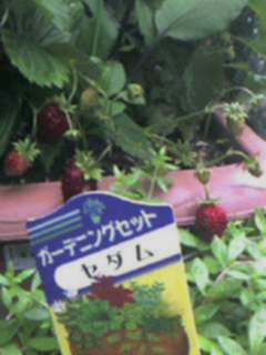 Strawberry5