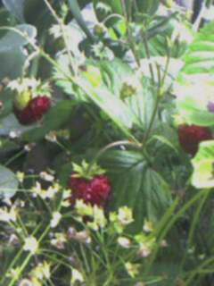 Strawberry6