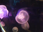 DSCF1251.JPG