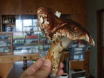 DSCF1358.JPG