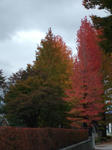 DSCF1370.JPG