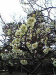 20090315no2jpg.jpg