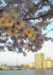 20090412.jpg