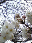 Image391.jpg