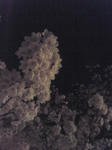 Image392.jpg