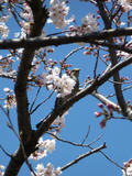 20120408_1.jpg