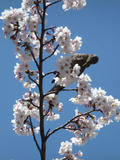 20120408_4.jpg