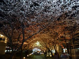 20120408_6.jpg