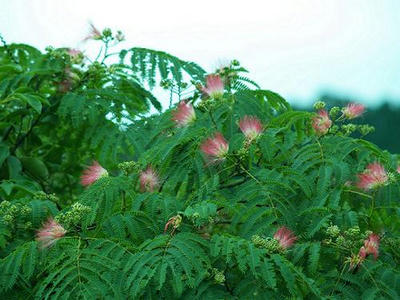合歓の花　０１