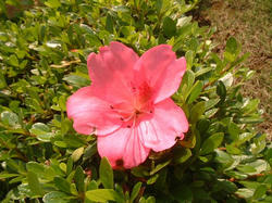 DSCF0049.JPG