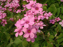 DSCF0086.JPG