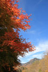 20081107kouyou1.JPG