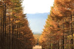 20081107kouyou2.JPG