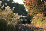 20081107kouyou4.JPG