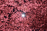20090407_2.JPG