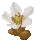 枇杷の花