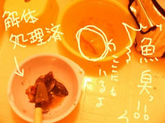 さかなさかなさかな～
