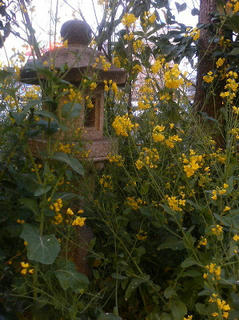 菜の花だよ