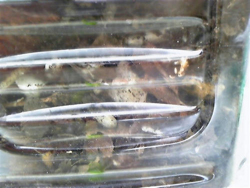 ペットボトル　腐葉土　生ゴミ  腐葉土　アップ