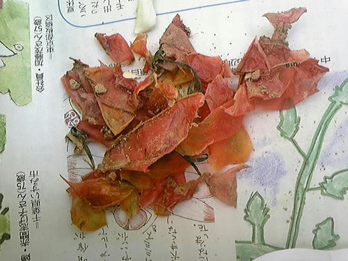 野菜くずその3
