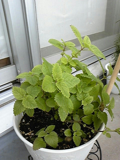 レモンバームの挿し木 An Observation Of My Plants