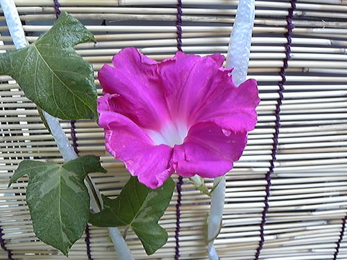 朝顔の花