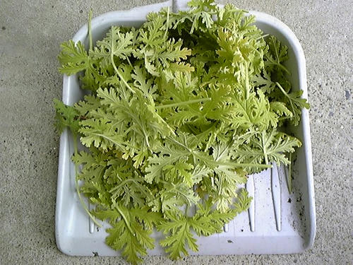 ローズゼラニュームの葉捨てる