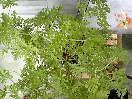 ローズゼラニュームの葉 剪定後 上から