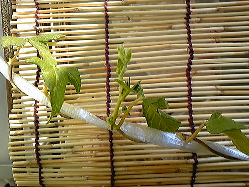 朝顔の新芽
