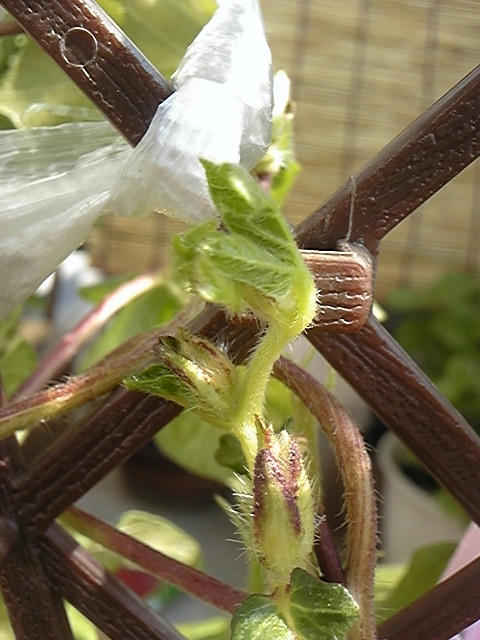 朝顔の新芽2