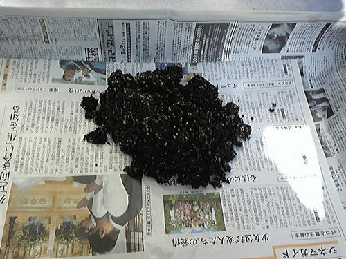 土の蒸し消毒後