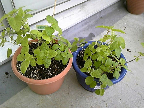 レモンバームの株分けと挿し木の鉢上げ An Observation Of My Plants