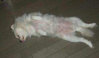 inu.JPG