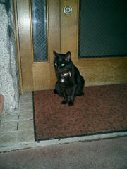 路地裏の店頭に佇む黒猫＠福山市伏見町（夜）