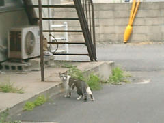 自宅そばの野良猫