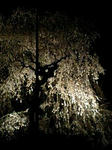 080412_2007~0001.jpg