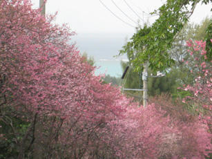 photo.sakura2.jpg