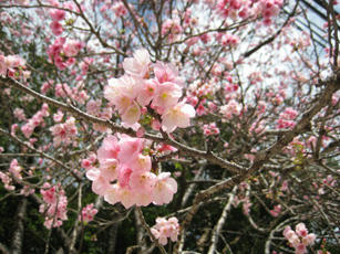 photo.sakura.jpg