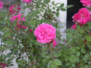 DSCN3502.JPG