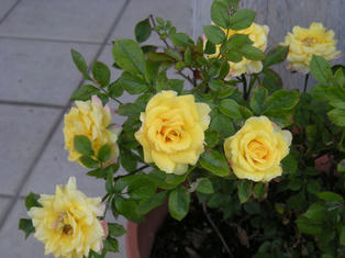 DSCN3505.JPG