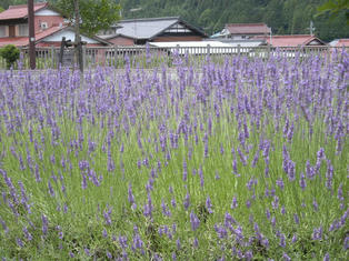 DSCN3736.JPG